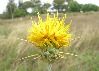 Yellow star thistle comp