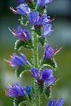 vipers bugloss JPG