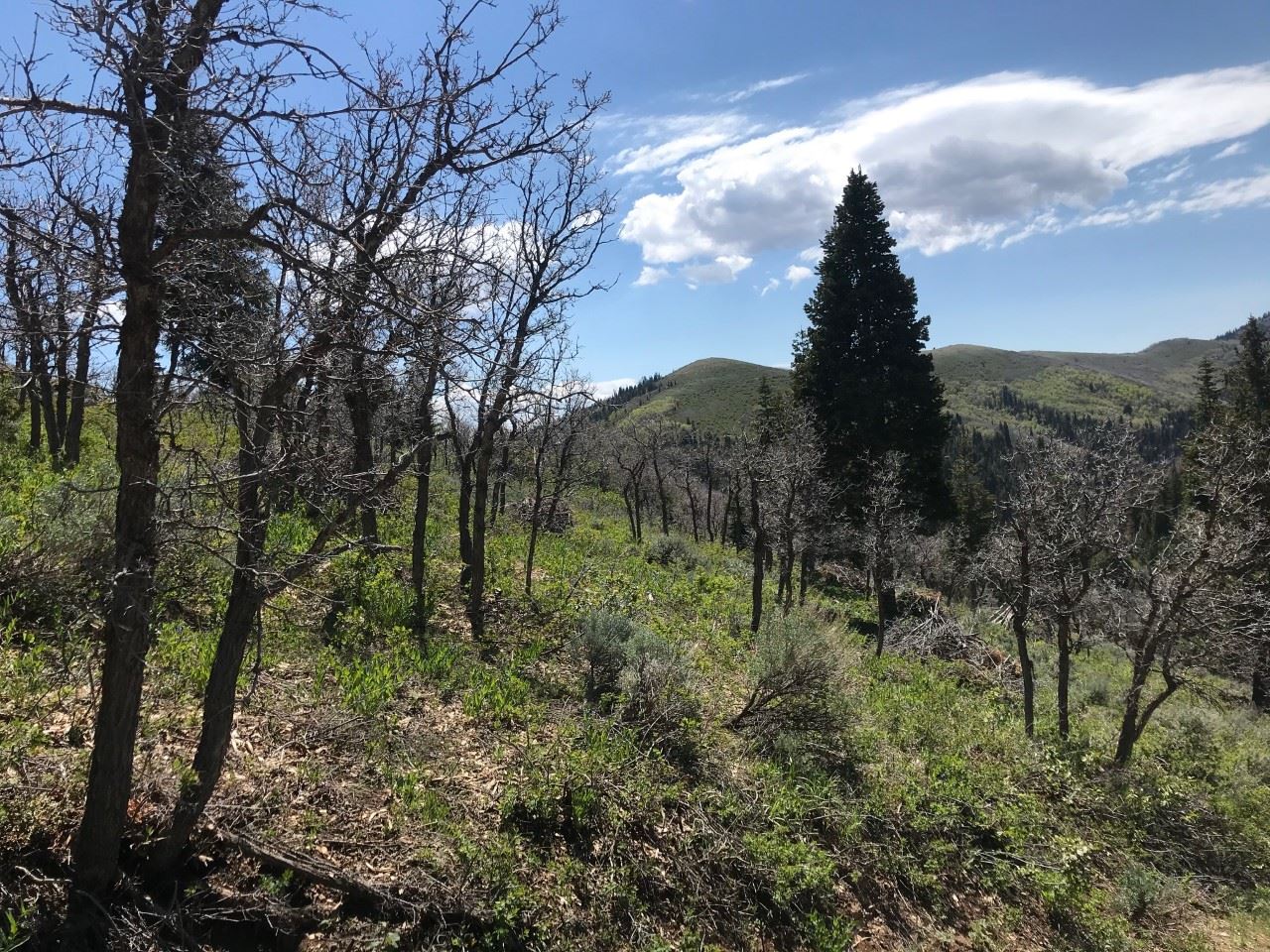 A photo of a tree filled area in Summit Park