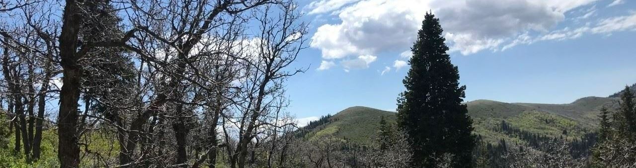 A photo of a tree filled area in Summit Park