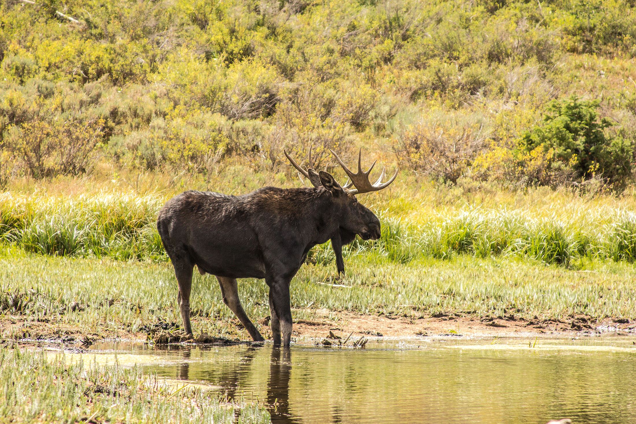 Ed Woolstenhulme - moose