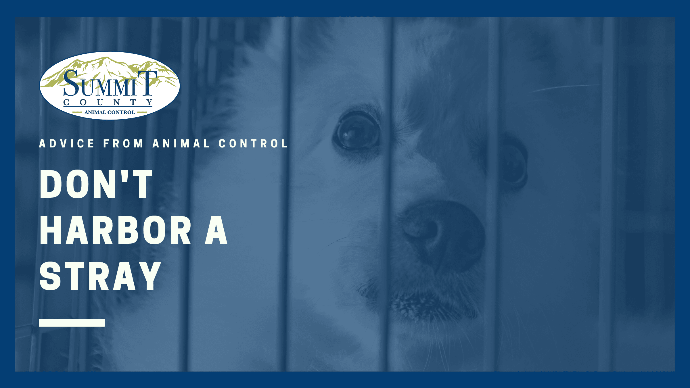 Copy of Animal Control - Advice From Animal Control
