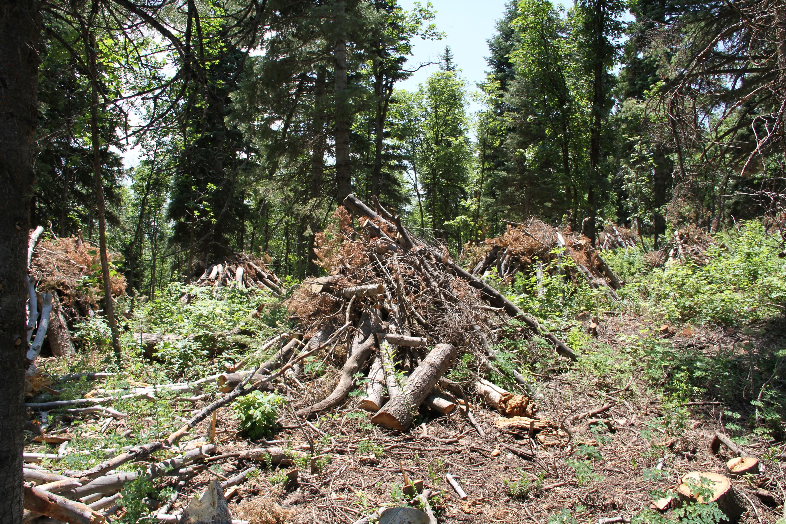 Forest Health 910 Ranch_Natasha 2